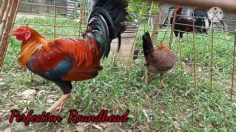 perfection Roundhead pair mt. banahaw .